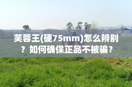 芙蓉王(硬75mm)怎么辨别？如何确保正品不被骗？